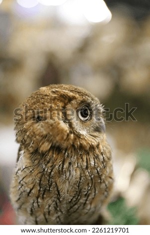 Portrait of a beautiful little brown owl in the city by night. Wild bird with big eyes. Choliba. Closeup in bokeh lights