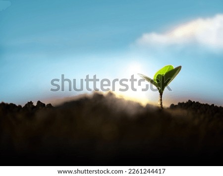 Plant a Tree Concept. Start, Recovery and Challenge in Life or Business. New Green Sprout Growth in Soil. Morning Sunrise Sky as background. Responsible and Sustainable, Environmental Care. Low angle Royalty-Free Stock Photo #2261244417