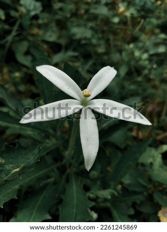 a little white flower in green leaves background. abstract background. 