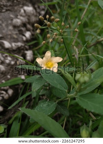 picture of a small yellow grass flower