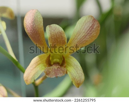 Dendrobium crumenatum, the pigeon orchid background 