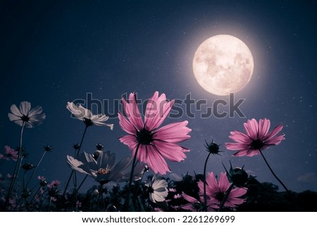 Romantic night scene - Beautiful pink flower blossom in garden with night skies and full moon. cosmos flower in night Royalty-Free Stock Photo #2261269699