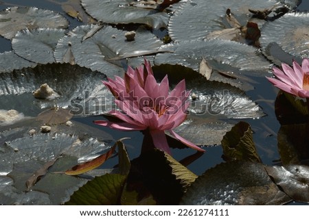 the lotus flower is found on a stalk which is an extension of the rhizome. Flower diameter between 5-10 cm