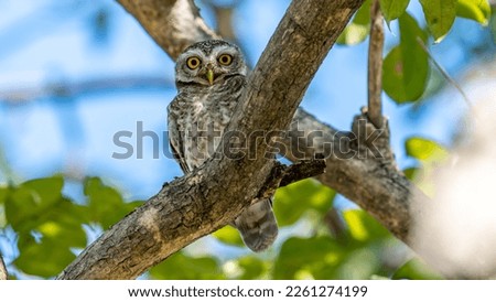 Spotted owlet perched on tree