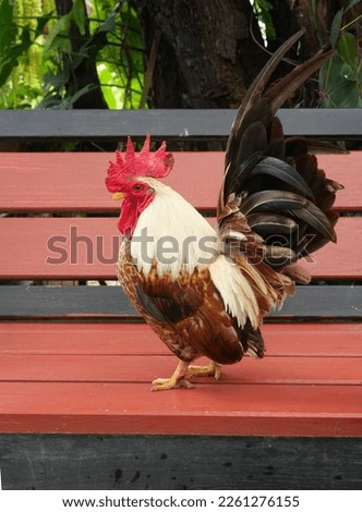 Bantam chicken is standing on red wooden table in garden, Black with brown with yellow and orange color stripes of of the feathers on the rooster body Royalty-Free Stock Photo #2261276155