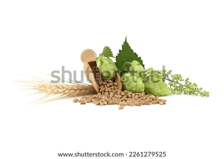 Hop cones and hop flowers near to wheat grain seeds spilling from wooden scoop, beer brewing and pharmacy ingredients Royalty-Free Stock Photo #2261279525