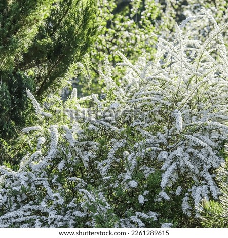 Thunberg Spirea, Spiraea Thunbergii, bush in blossom. Background of white flowers. Gardening concept