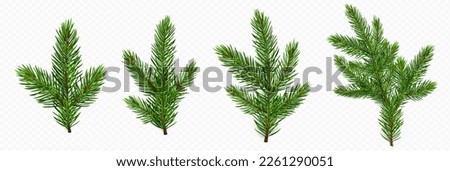 Pine tree branch set realistic vector illustration. Fir twigs with green needles isolated on transparent background. Winter holiday evergreen decoration, spruce or cedar elements,