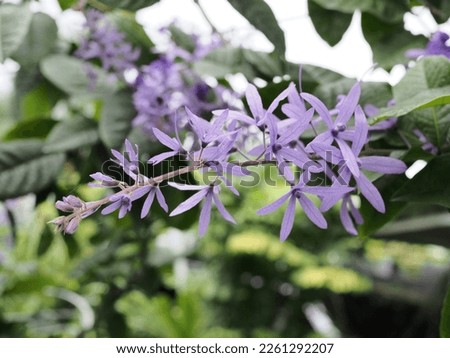 close up and selective focus of Petrea flower  a genus of evergreen vines native to Mexico and Central America. Because the leaves have a rough texture, petrea is often nicknamed the sandpaper vine .

