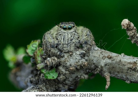 Jumping spider the best shots