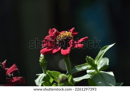 Zinnia flowers can also treat boils, where the disease is on the skin and can make the body fever