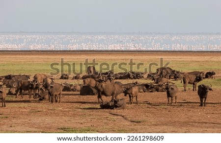 African buffalos in the Lake Manyara National Park, Tanzania