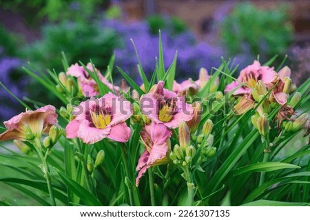 Blooming peach day-lily in summer july or june natural garden. Cottage style in lanscape design Royalty-Free Stock Photo #2261307135