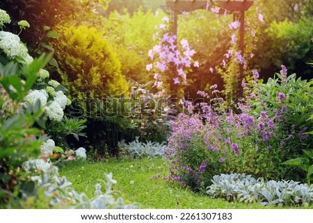 White and blue natural english cottage garden view with curvy pathway. Wooden archway with clematis, nepeta (catnip, catmint), stachys byzantina (lamb ears) and hydrangeas blooming in summer Royalty-Free Stock Photo #2261307183