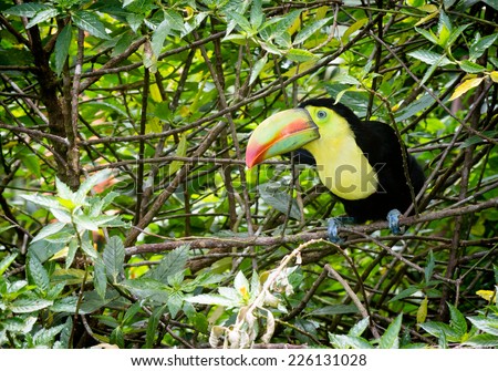 Baby Toucan in Costa Rica Jungle