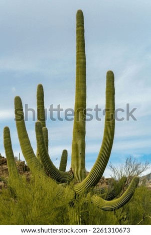 Tall saguaro cactus with many arms and natural growths in afternoon shade with clouds and blue sky shade. Visible grasses and shrubs in vegetation area in the great outdoors hillside ladscapes.