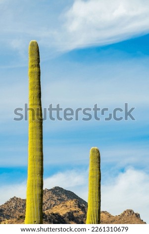 Double saguaro cactus arms reaching up to the summer sun in tuscon arizona in sabino national park on mission view trail. In the wild west southwestern united states with mountains and blue sky.