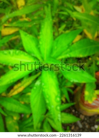 Blurred background of green young and old leaves of henna flower with an elongated oval shape and tapers at the ends and jagged and has water droplets and taken in front of the house on the morning
