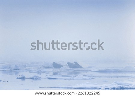 Walruses on an ice floe in the fog