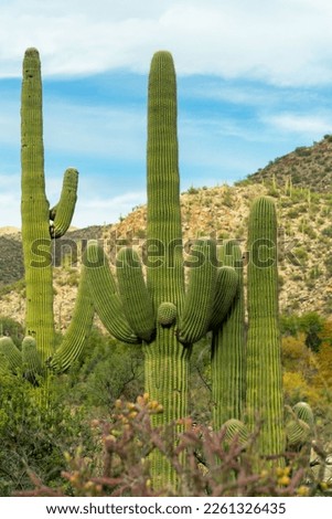 School of saguaro cactuses in the hills and cliffs of tuscon arizona in late afternoon shade with mountain background. Late in the day with blue sky and clouds and rolling ridges with vegetation.