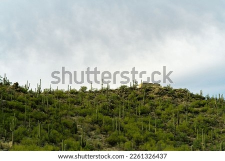 In the cliffs of tuscon arizona in sabino national park with small adobe style rock or stone building and visible cactuses. Saguaro plants in hills of wild west in southwestern united states.
