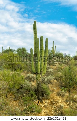 Towering saguaro cactus or mexican plant with blue sky background in desert in sabino national park in sunlight. Late in the day with clouds and natural grass and vegetation in wilderness.