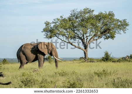 A majestic elephant stands in the Kruger National Park's wilderness bush landscape. In the background is a large wild tree.