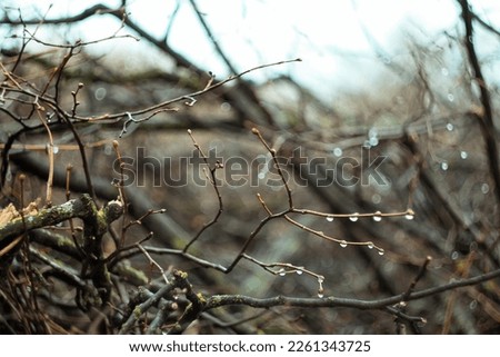 Close up wet brushwood with rain drops concept photo. Autumn rainy forest. Front view photography with blurred background. High quality picture for wallpaper, travel blog, magazine, article