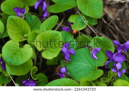 Close up sweet violet flowers and green foliage concept photo. Perennial plants. Top view photography with blurred background. High quality picture for wallpaper, travel blog, magazine, article