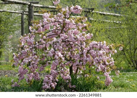 Prunus serrulata 'Kiku-shidare-zakura' is a shrub with pinkmflowers Royalty-Free Stock Photo #2261349881