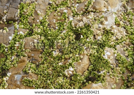 Acorn barnacles, also called rock barnacles, or sessile barnacles,symmetrical shells attached to rocks at Avila Beach, California Royalty-Free Stock Photo #2261350421