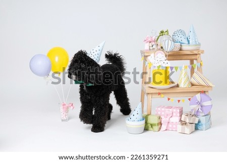 Concept of dog birthday celebrating with cute dog