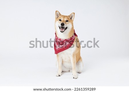 Concept of pet with cute dog - Shiba Inu Royalty-Free Stock Photo #2261359289