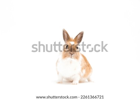 dwarf rabbit with brown and white fur isolated against white background