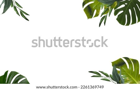 Green fresh monstera leaves for powerpoint background or exclusive zoom meeting