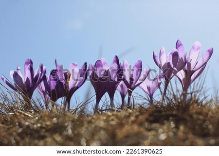 crocuses bloom among the dry grass against the background of the blue sky Royalty-Free Stock Photo #2261390625