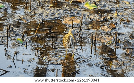 heron in bangkok city, chinese pond heron standing on the water's edge. Suan rot fai public park, thailand