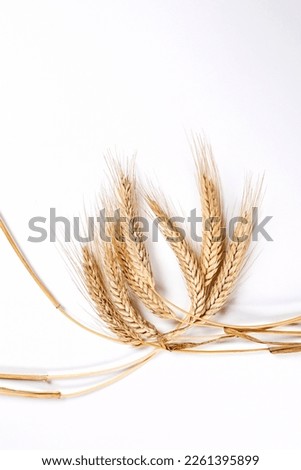 organic wheat on the white background