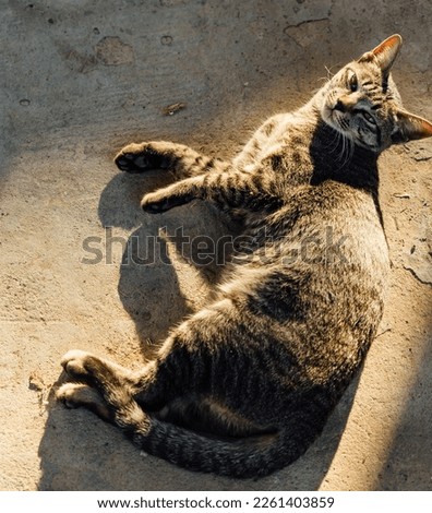 female cat fat on old cemant background