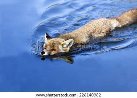 Red Fox Swimming in the Water