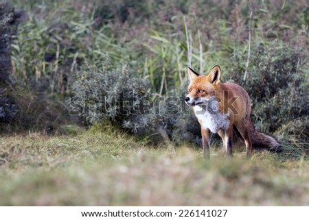 Red Fox Standing on a Green Grass Background