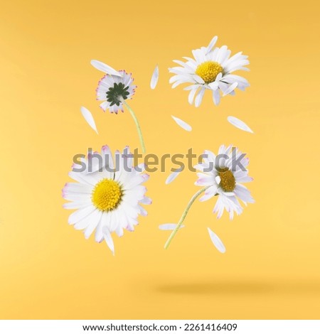 A beautiful white daisy or chamomile flower falling in the air isolated on yellow background. Medicine, healthcare or cosmetics levitation or zero gravity concepthion. High resolution image.