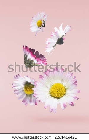 A beautiful white daisy or chamomile flower falling in the air isolated on pastel pink background. Medicine, healthcare or cosmetics levitation or zero gravity concepthion. High resolution image.