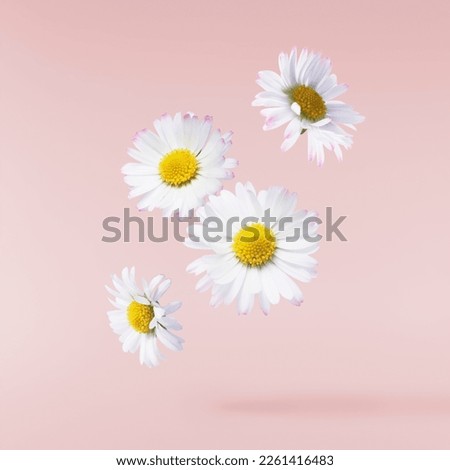A beautiful white daisy or chamomile flower falling in the air isolated on pastel pink background. Medicine, healthcare or cosmetics levitation or zero gravity concepthion. High resolution image. Royalty-Free Stock Photo #2261416483