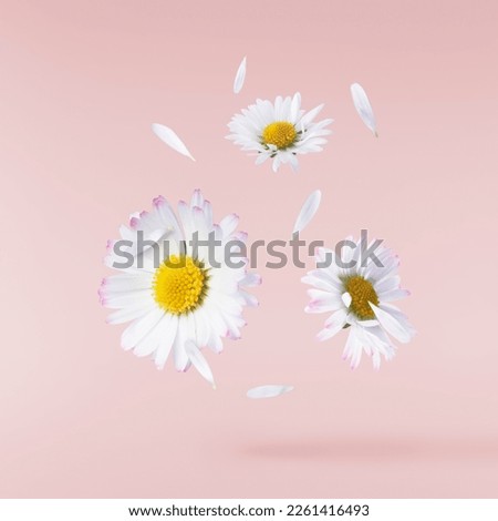 A beautiful white daisy or chamomile flower falling in the air isolated on pastel pink background. Medicine, healthcare or cosmetics levitation or zero gravity concepthion. High resolution image. Royalty-Free Stock Photo #2261416493