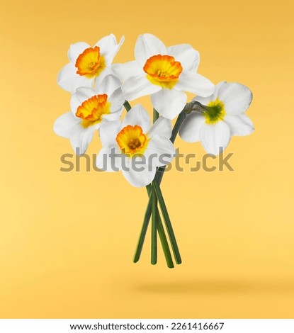 A beautiful white nascissus flower falling in the air isolated on yellow background. Medicine, healthcare or cosmetics levitation or zero gravity concepthion. High resolution image.