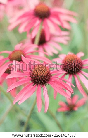 Echinacea Tomato Soup in plants and perennials