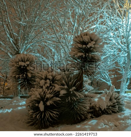 Yucca aloifolia Plant covered   with snow, photography of park plants on a snowy night,Yucca aloifolia is the type species for the genus Yucca.