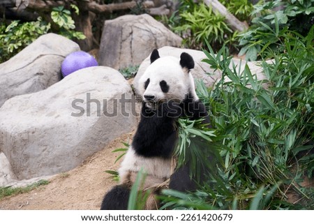 Panda in Zoo eating bamboo