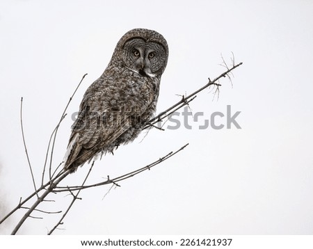 Great Gray Owl portrait on white background, isolated 